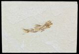 Rare Amphiplaga From Green River Formation - #51825-1